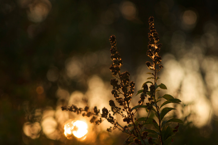 Backlit Somethingbush