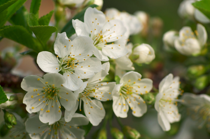 Apple Blossoms