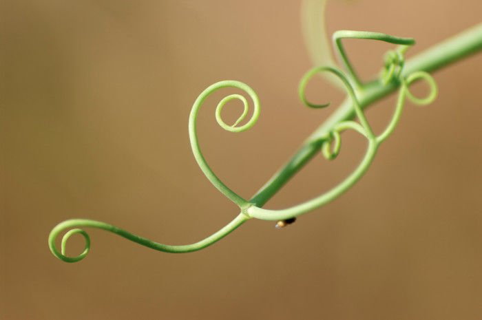 Pea Spirals