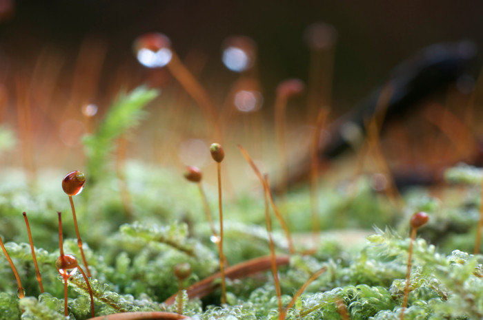 Wet Moss