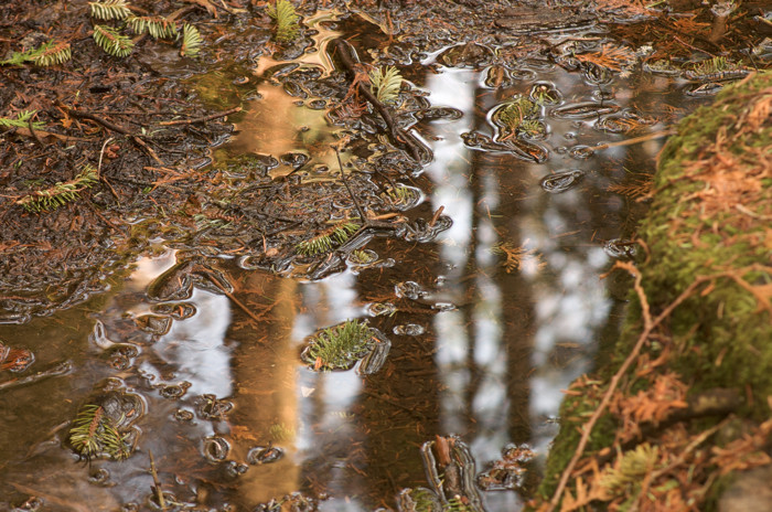 Forest Puddle