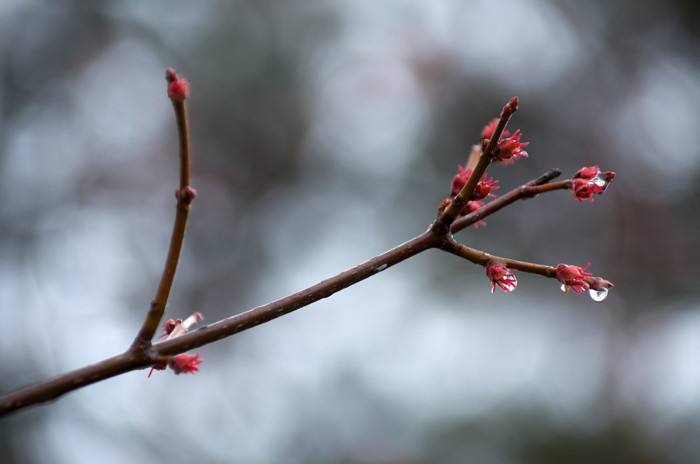 Maple Buds