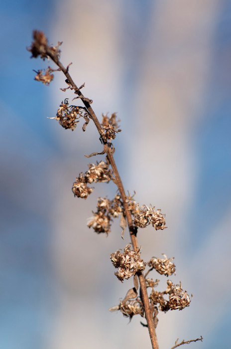 Dried Goldenrod