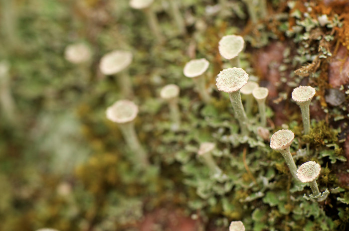 Lichen