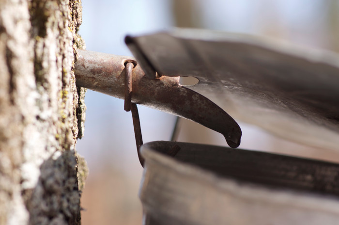 Maple Tap