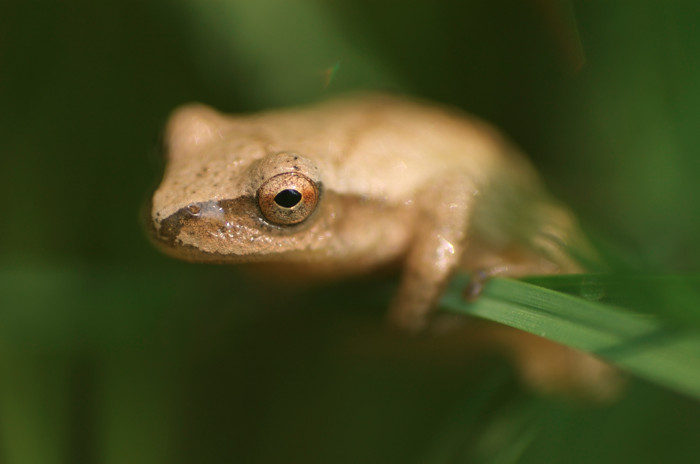 Peeper Frog