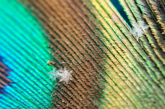 Peacock Feather