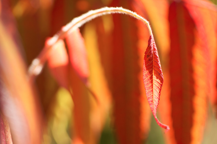 Sumac Leaf