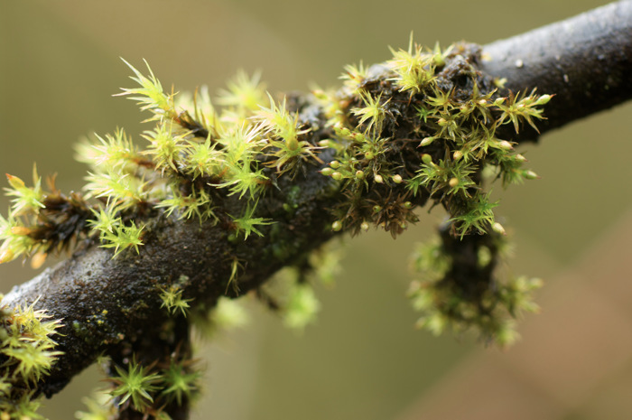 Mossy Branch