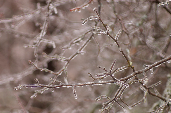 Ice Covered Branches