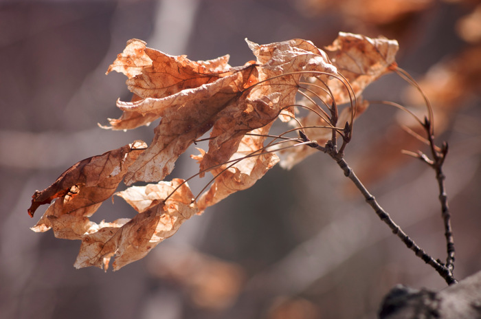 Dead Maple Leaves