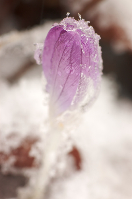 Icy Crocus