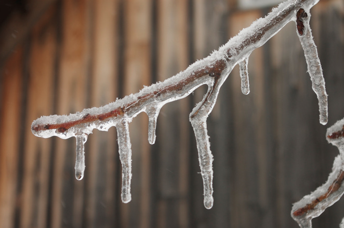 Ice Encased Branch