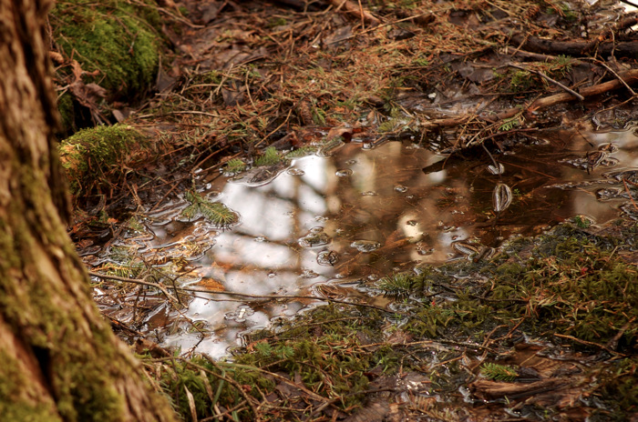 Forest Puddle