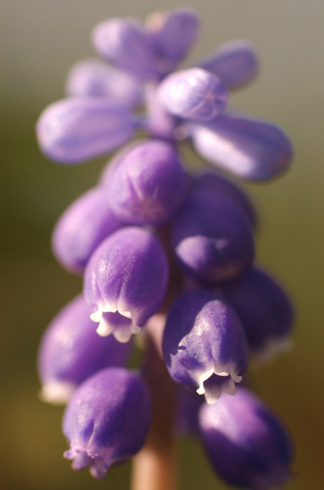 Grape Hyacinth