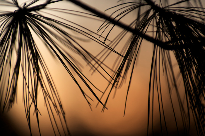 Pine Sunset