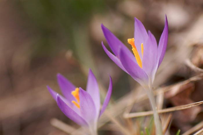 Crocuses
