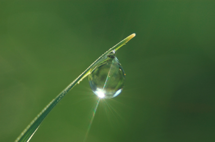 Dew Drop