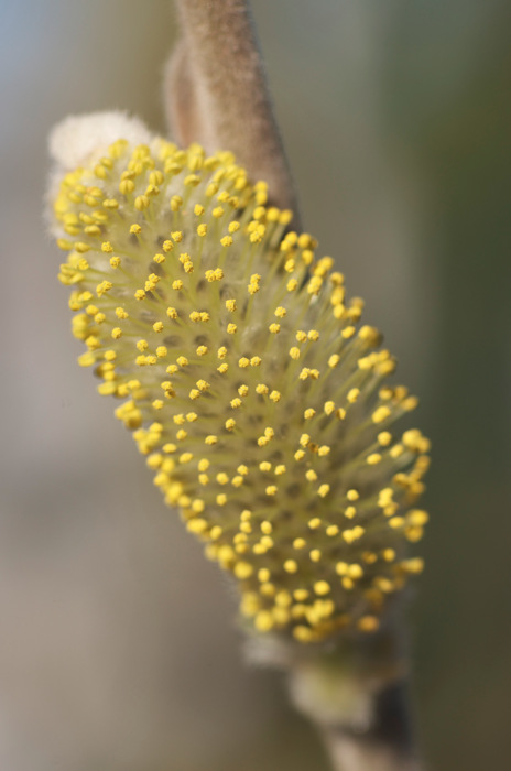 Pussywillow