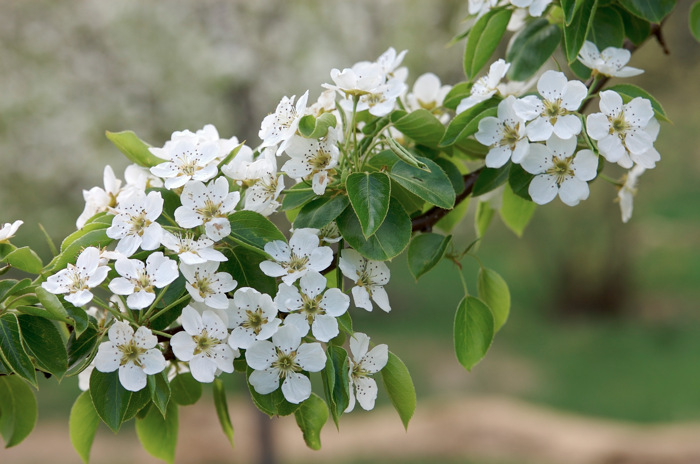 Pear Blossoms