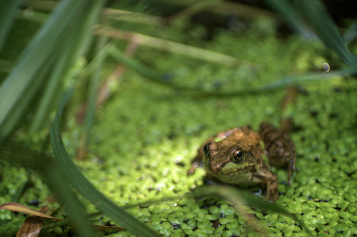 Green Frog