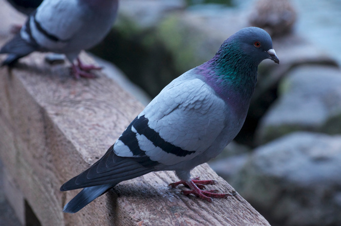 Pigeon