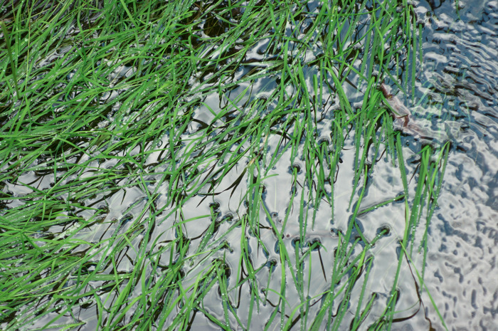 Grass In Water
