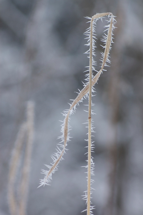 Hoarfrost