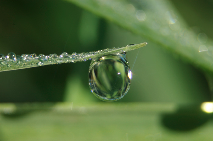 Dew Drop