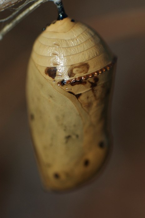 Monarch Cacoon