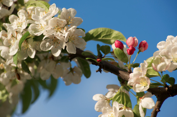 Maybe Apple Blossoms