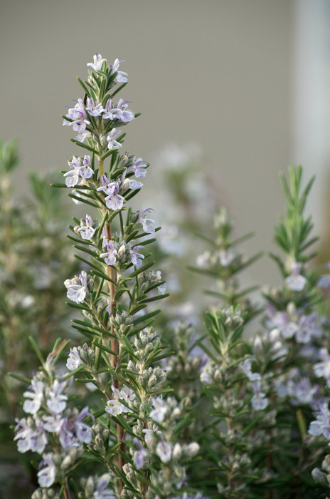 Rosemary