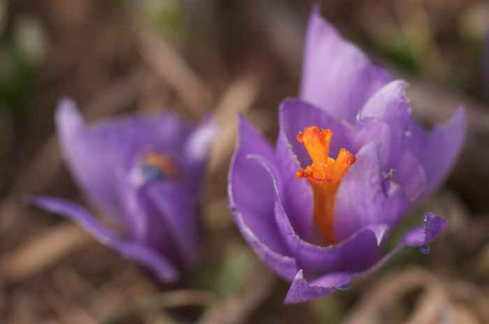 Tattered Crocus