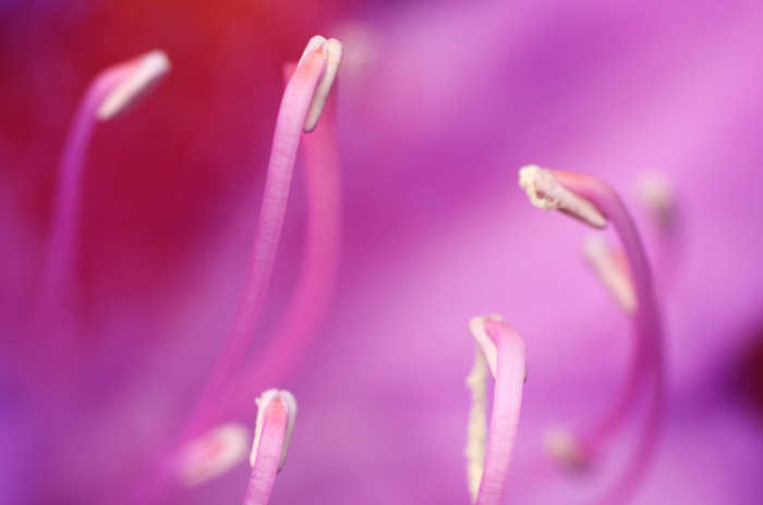 Stamens