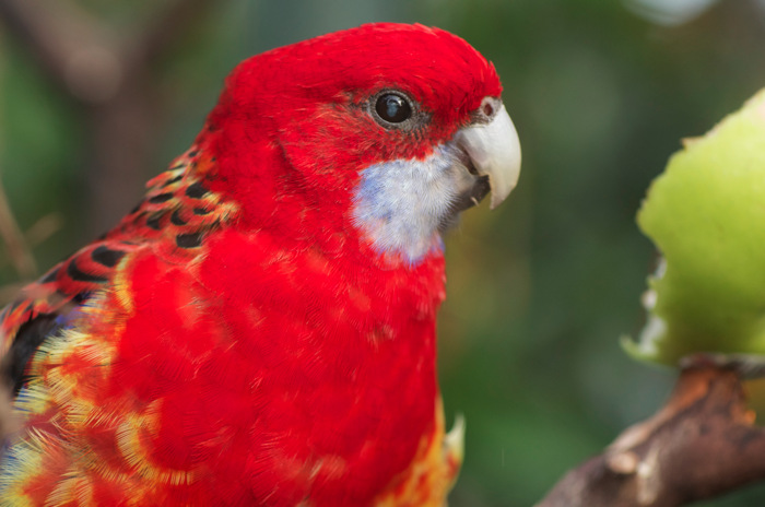 Very Red Bird