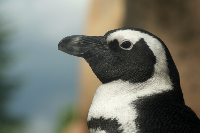 African Penguin