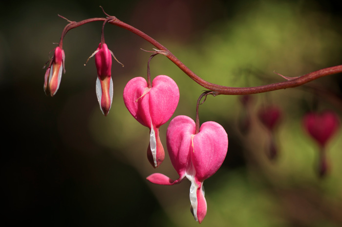 Bleeding Hearts