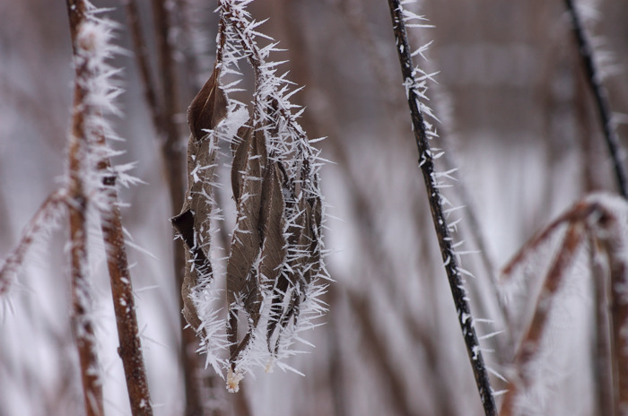 Hoarfrost