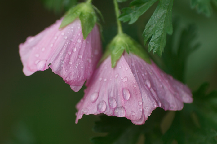 Wet Flowers