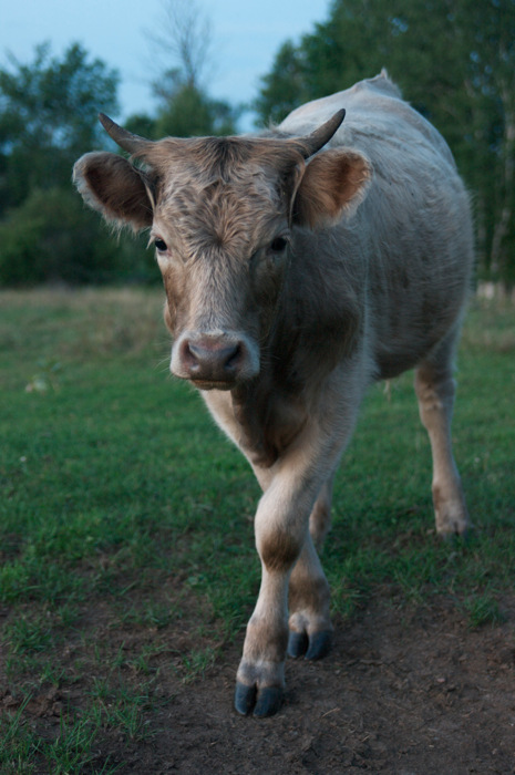Cow