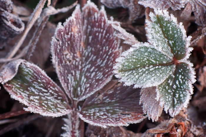 Icy Strawberry Leaves