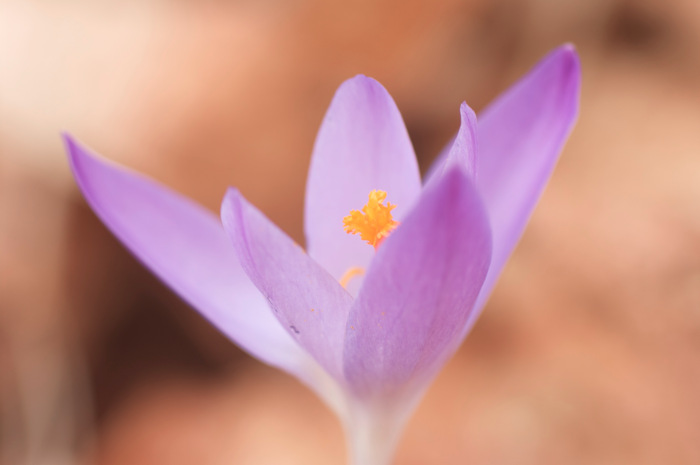Crocus