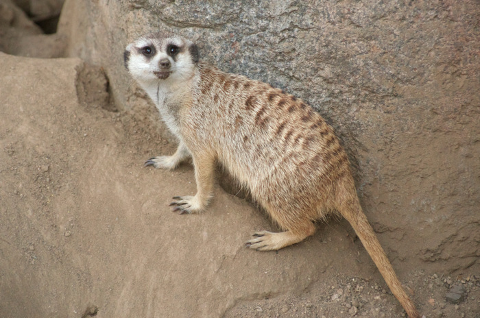 Meerkat