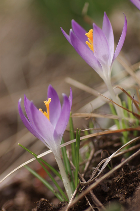 Crocuses