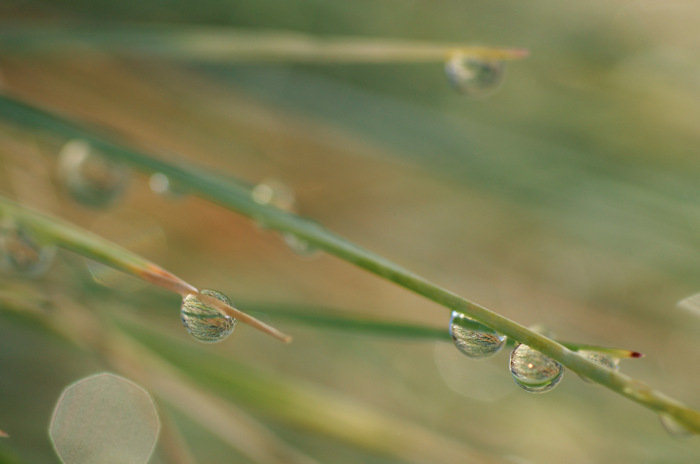 Dew Drops