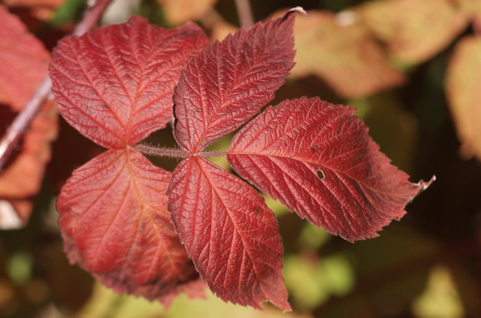 Raspberry Leaves