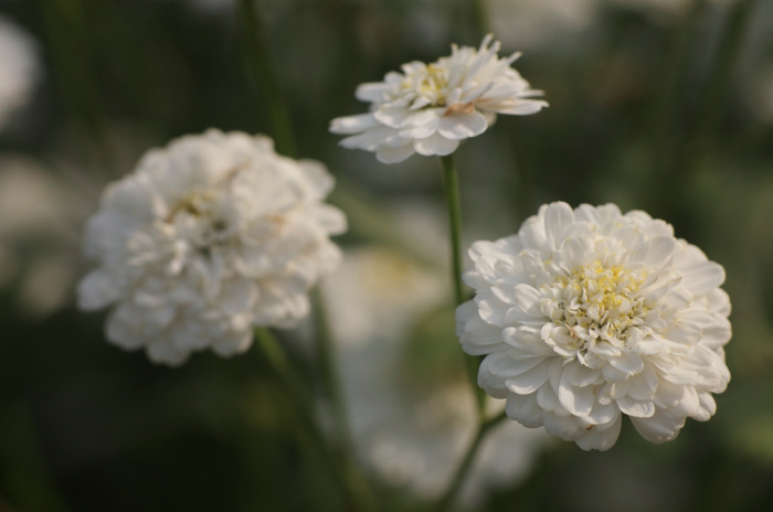Chrysanthemum Flowers