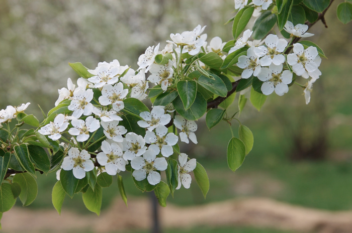 Pear Blossoms