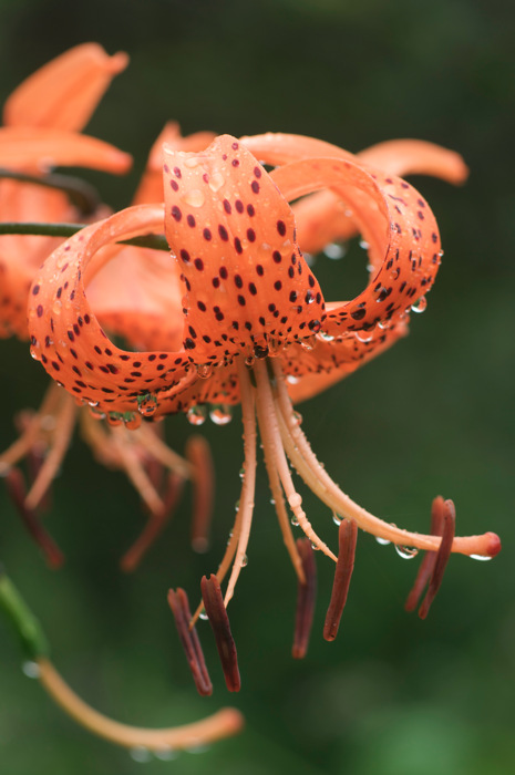 Tiger Lily