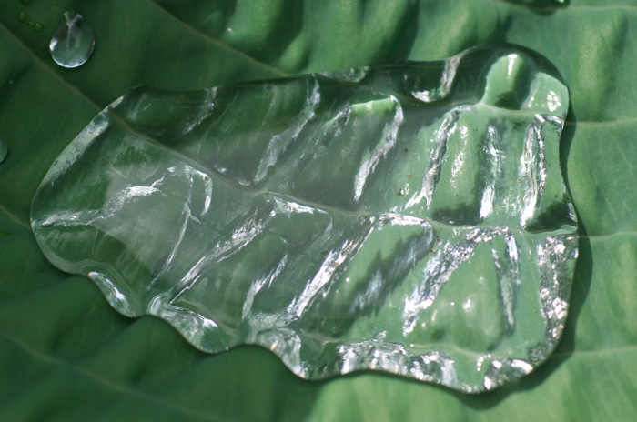 Wet Leaf